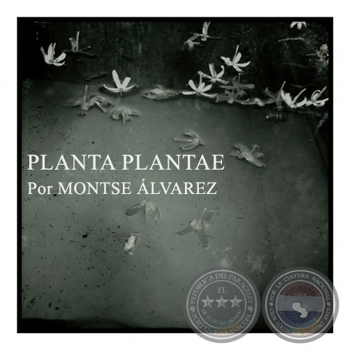 PLANTA PLANTAE - Por MONTSE LVAREZ - Domingo, 23 de Agosto de 2015